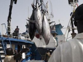 Licences de pêche au Sénégal : les députés ouvrent l’enquête, les anciens directeurs face aux questions